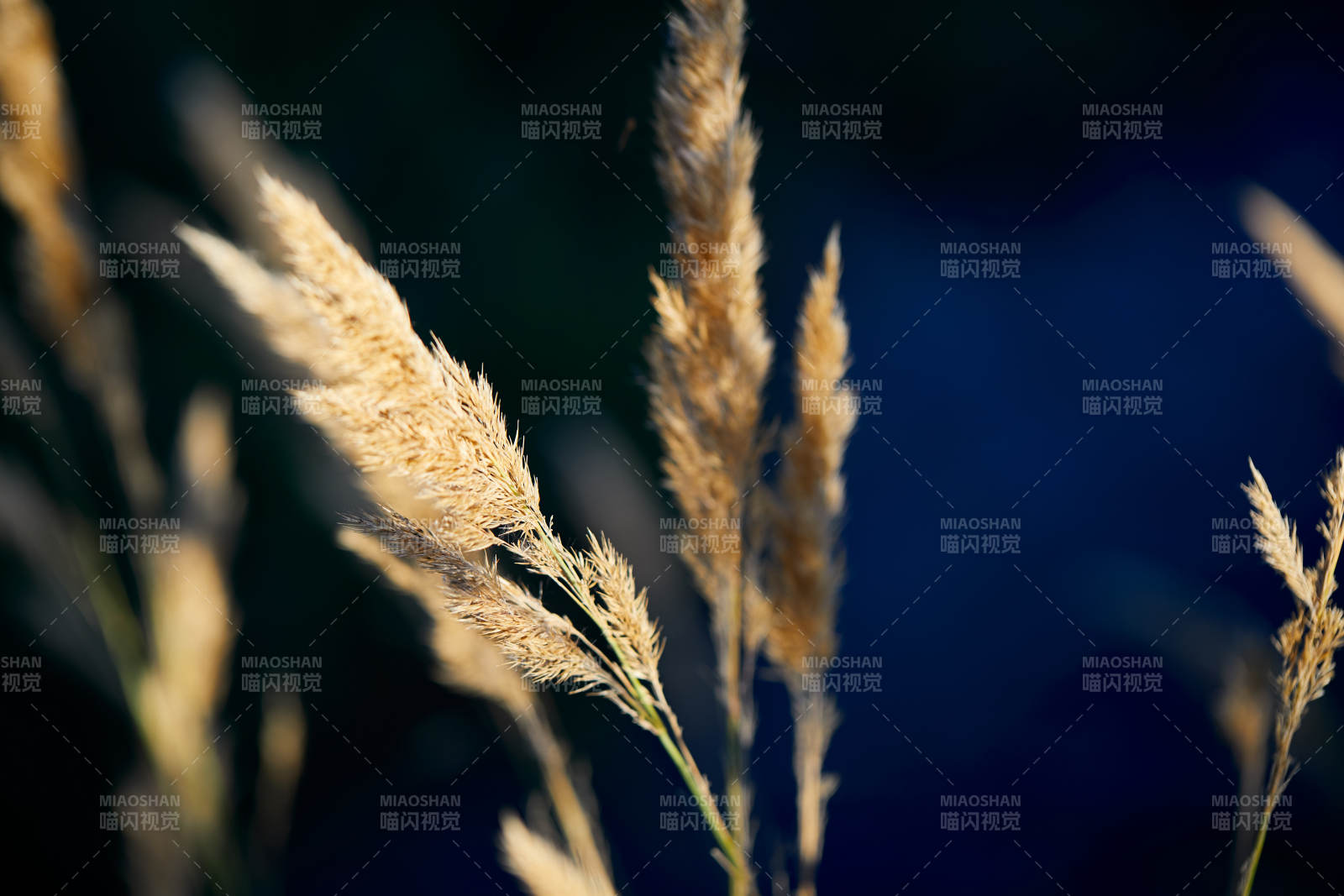 夕阳下随风飘动的枯黄芦苇草