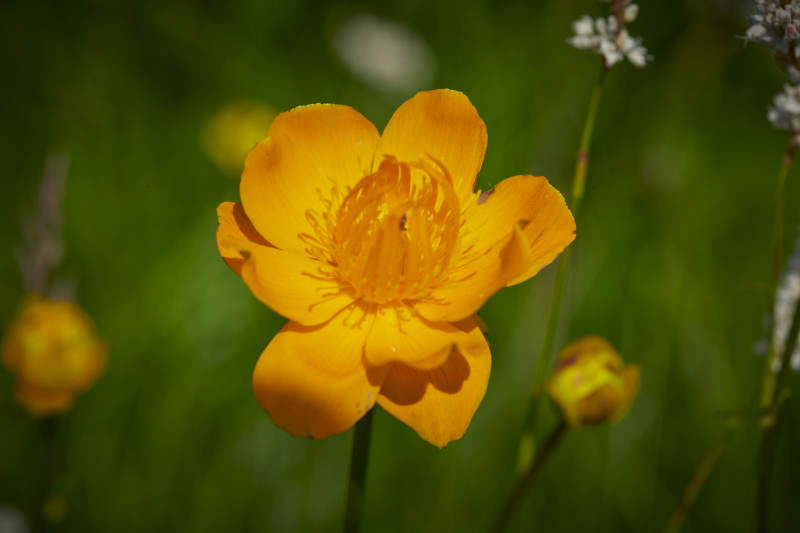 中国河北省张家口沽源县天鹅湖景区湿地金莲花