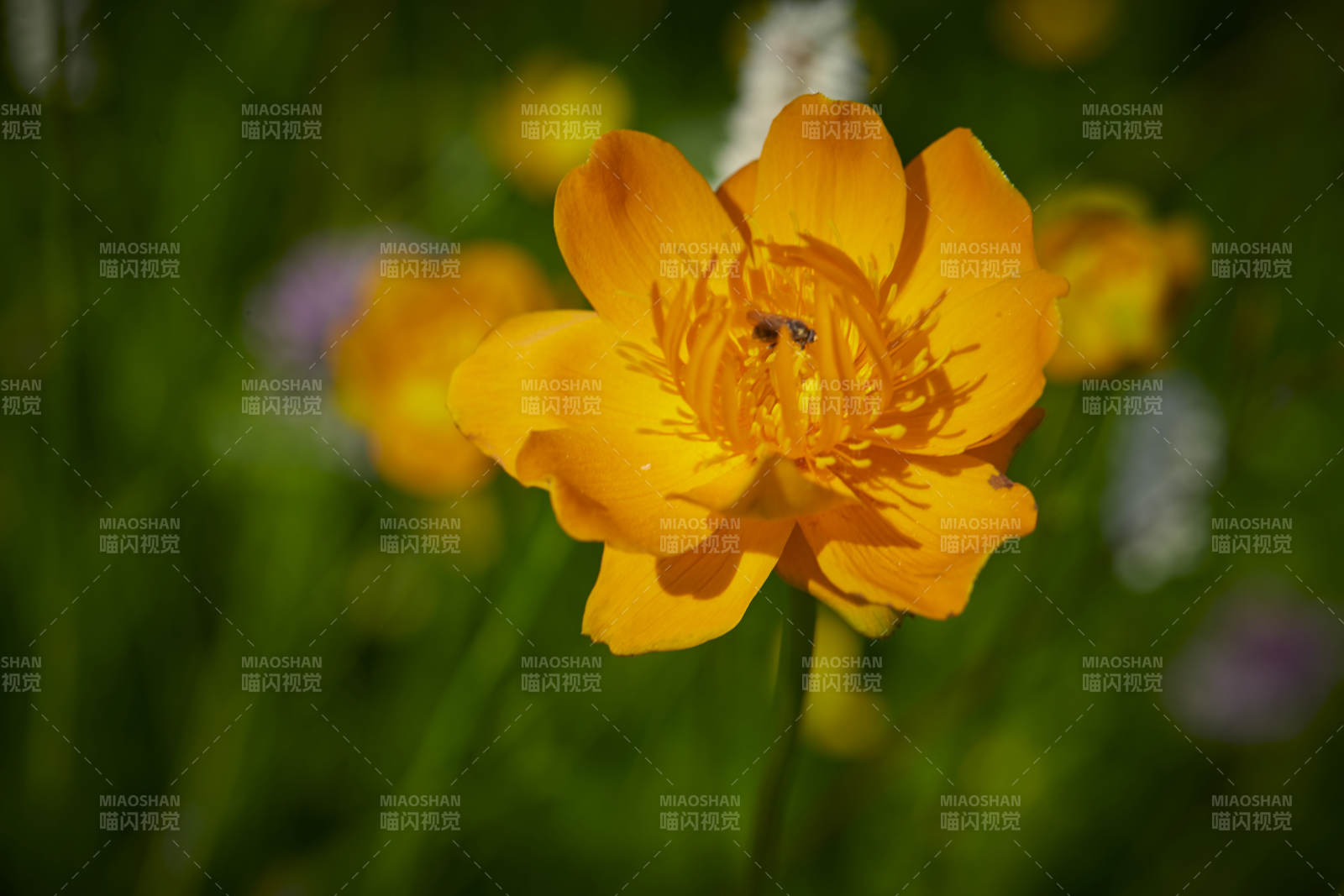 中国河北省张家口沽源县天鹅湖景区湿地金莲花