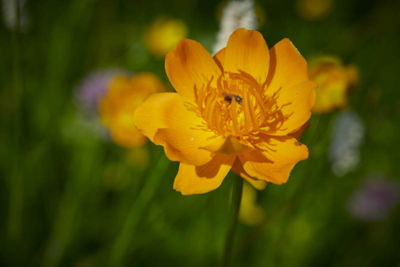 中国河北省张家口沽源县天鹅湖景区湿地金莲花