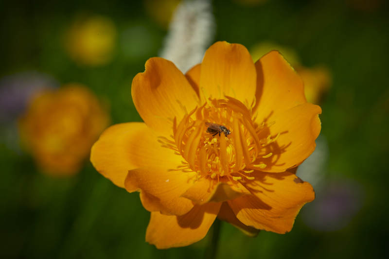 中国河北省张家口沽源县天鹅湖景区湿地金莲花