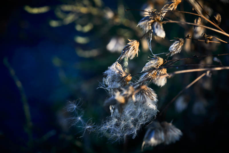 秋天河边枯萎的羊胡子草