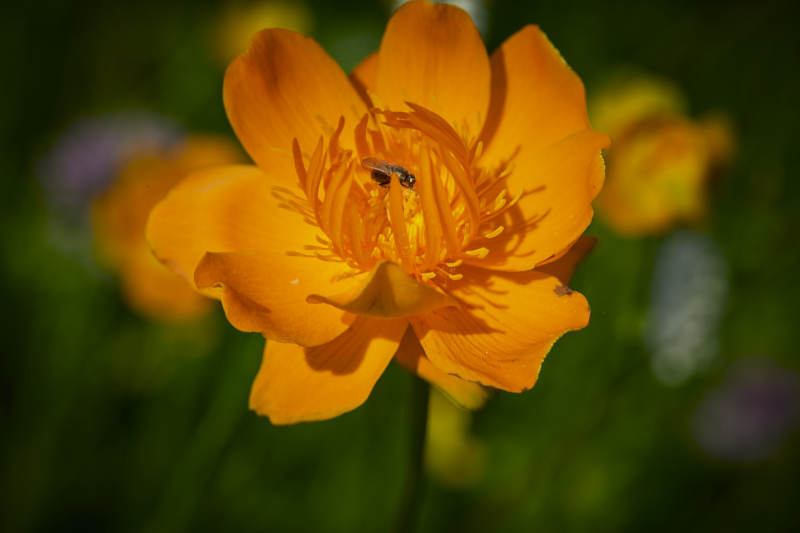 中国河北省张家口沽源县天鹅湖景区湿地金莲花