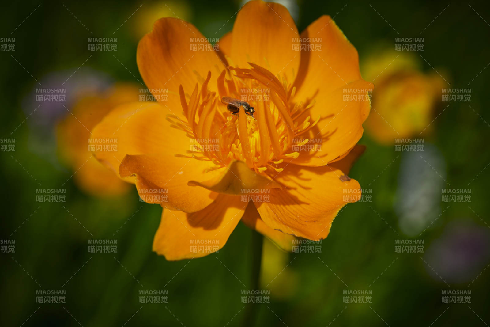 中國河北省張家口沽源縣天鵝湖景區(qū)濕地金蓮花