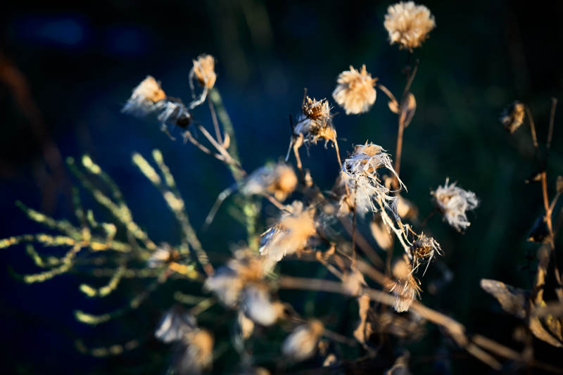 秋天河边枯萎的羊胡子草