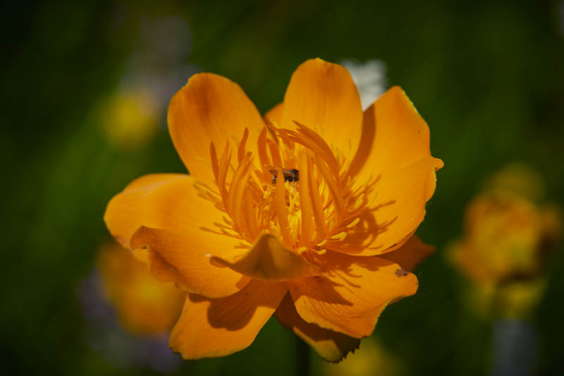 中国河北省张家口沽源县天鹅湖景区湿地金莲花