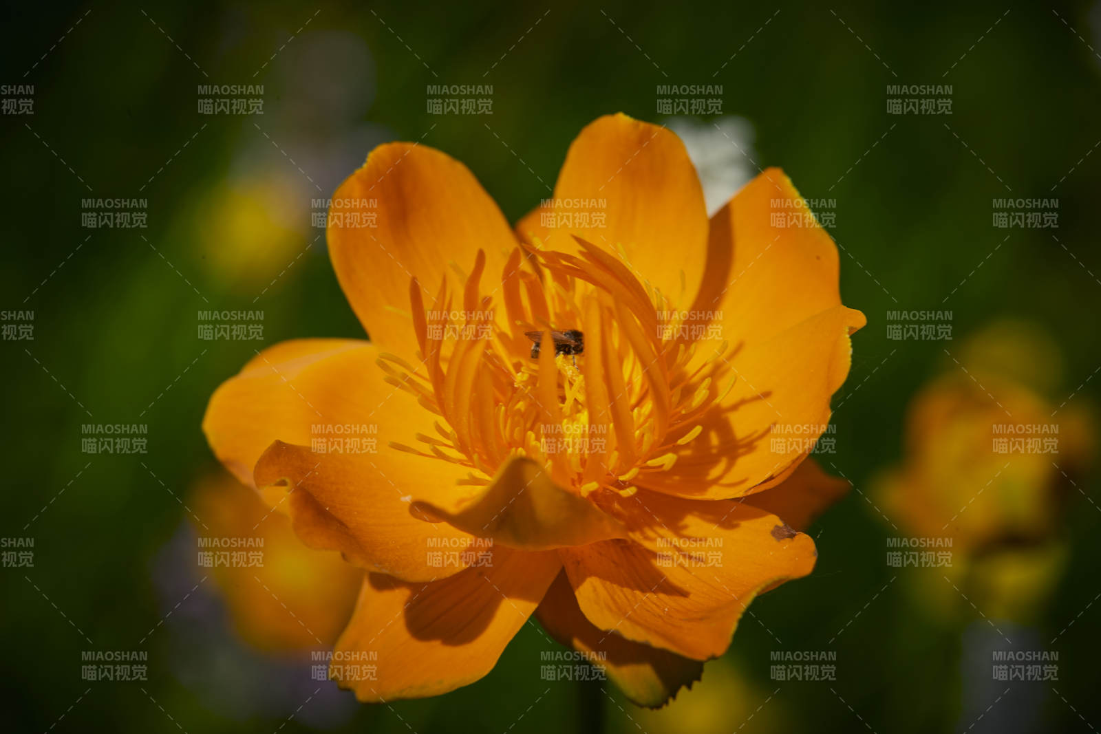 中國河北省張家口沽源縣天鵝湖景區(qū)濕地金蓮花