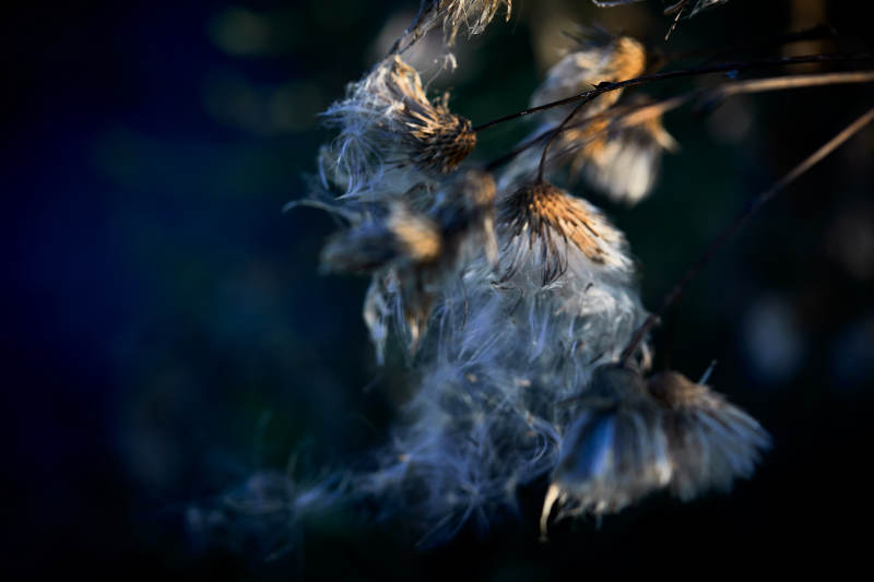 秋天河边枯萎的羊胡子草