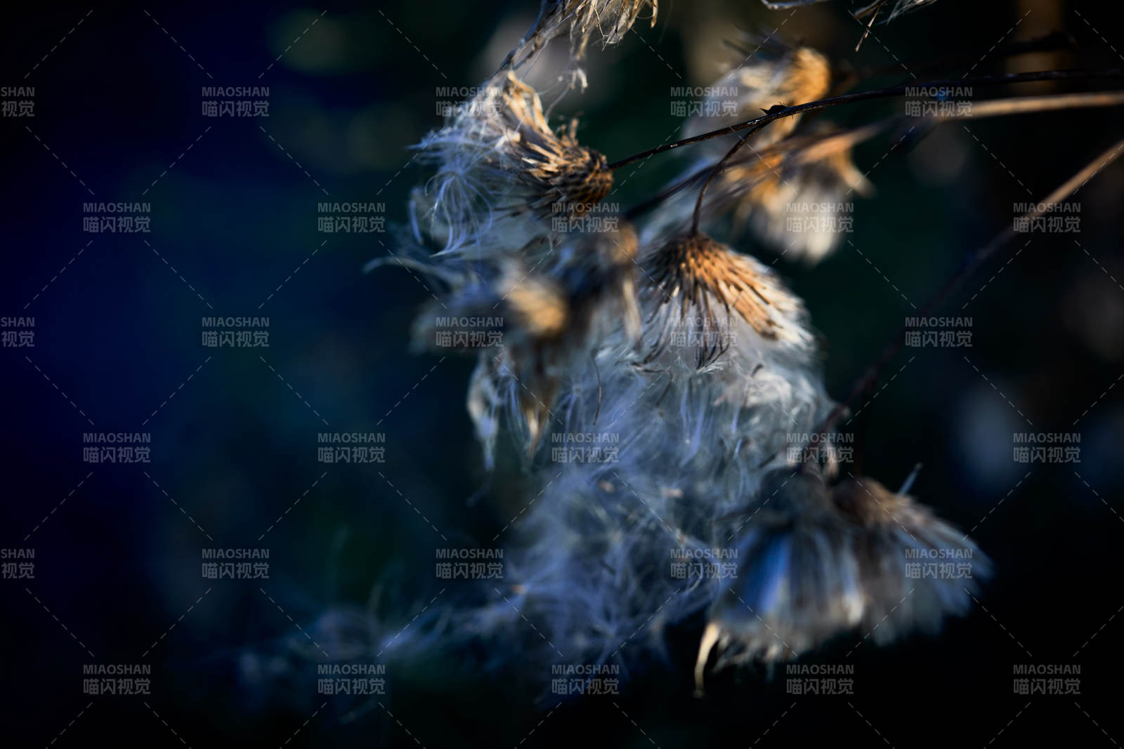 秋天河边枯萎的羊胡子草