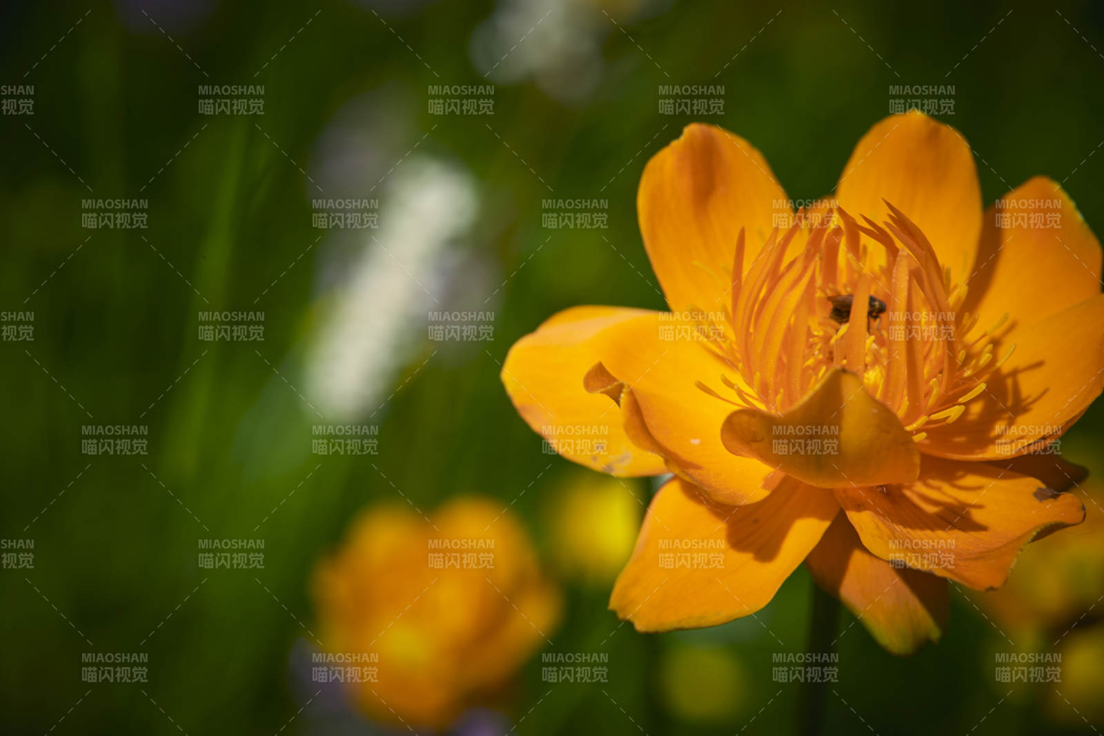 中國河北省張家口沽源縣天鵝湖景區濕地金蓮花