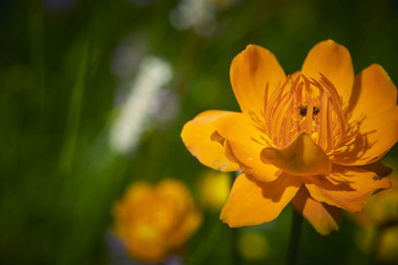 中国河北省张家口沽源县天鹅湖景区湿地金莲花