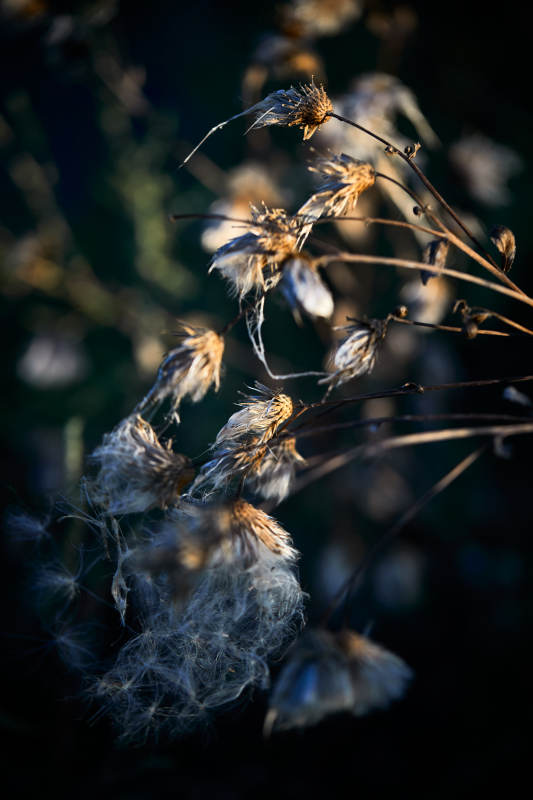 秋天河边枯萎的羊胡子草