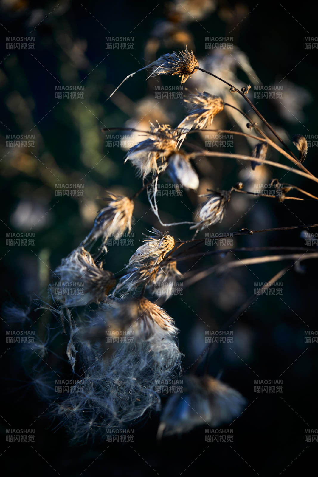 秋天河边枯萎的羊胡子草