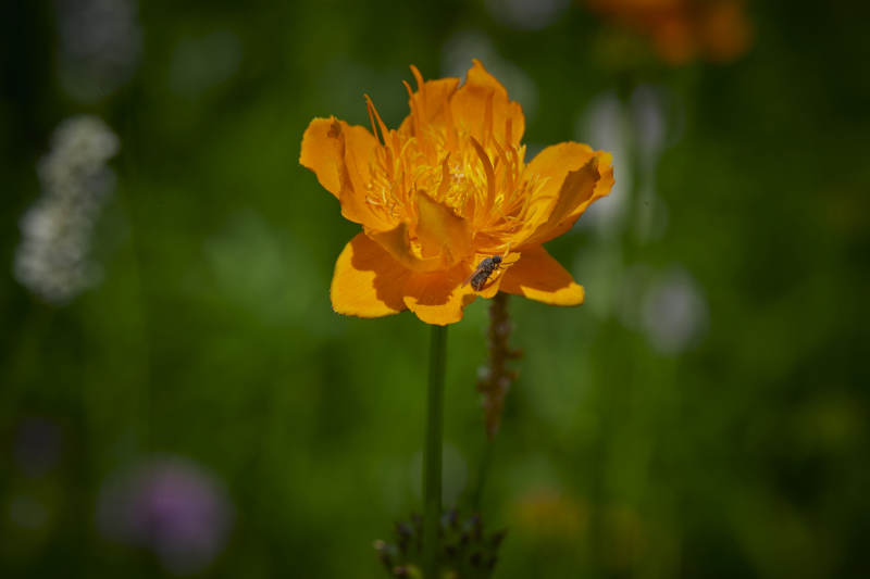 中国河北省张家口沽源县天鹅湖景区湿地金莲花
