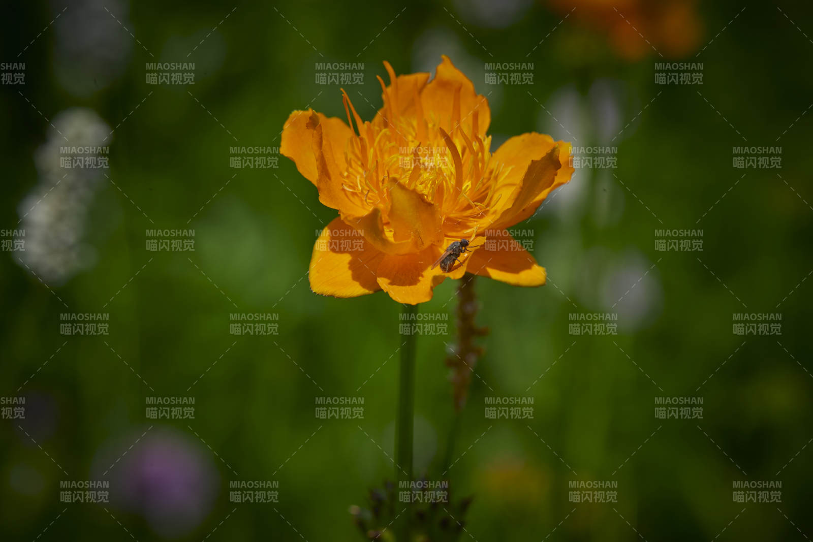 中國河北省張家口沽源縣天鵝湖景區(qū)濕地金蓮花