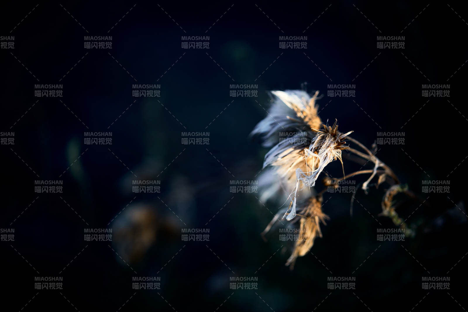 秋天河边枯萎的羊胡子草