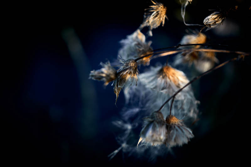 秋天河边枯萎的羊胡子草