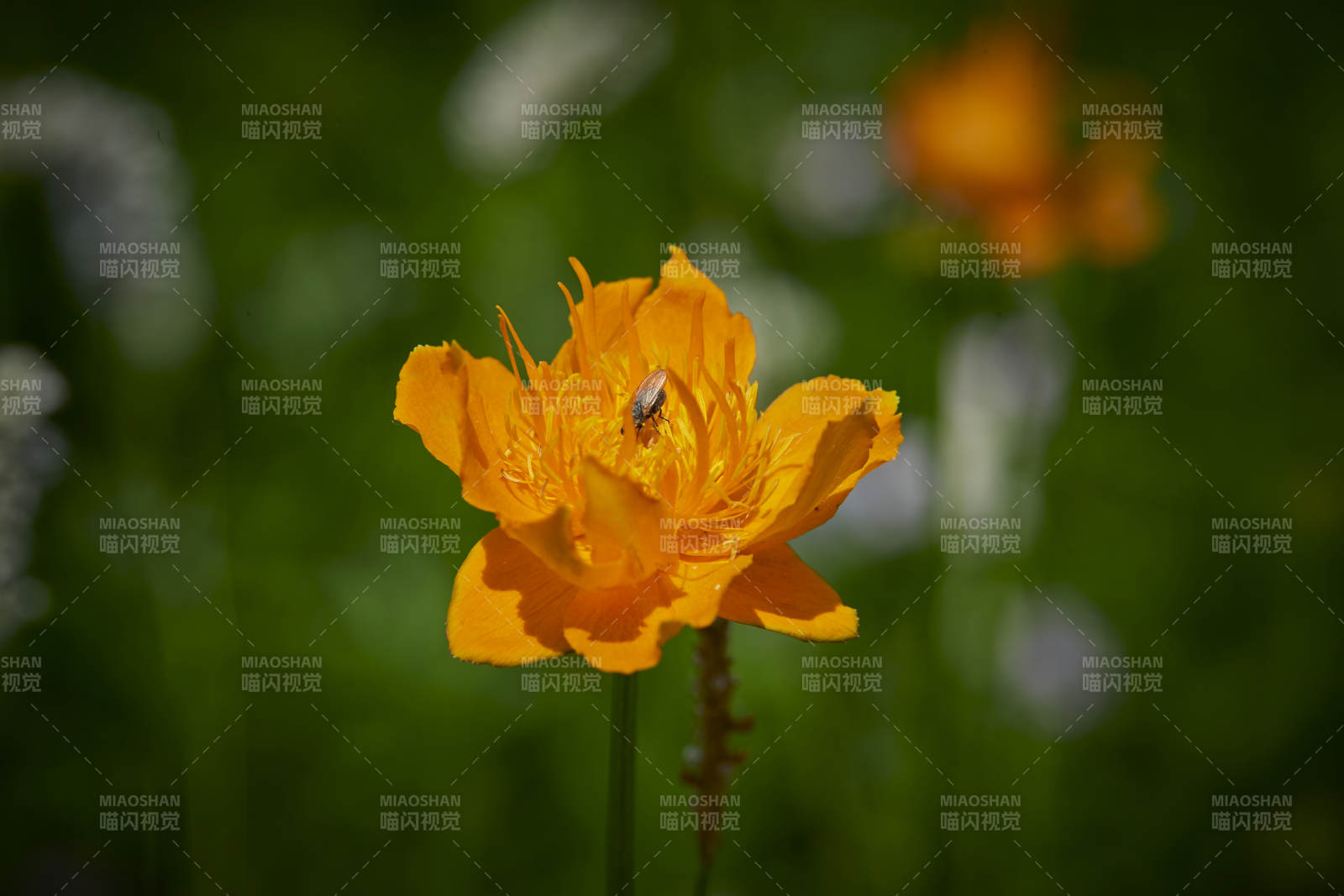 中國(guó)河北省張家口沽源縣天鵝湖景區(qū)濕地金蓮花