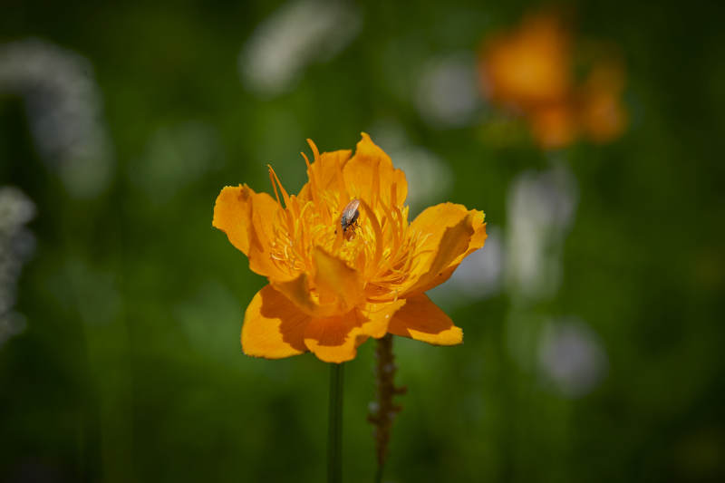 中国河北省张家口沽源县天鹅湖景区湿地金莲花