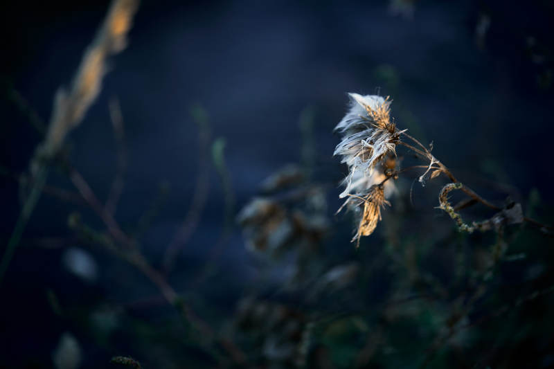 秋天河边枯萎的羊胡子草