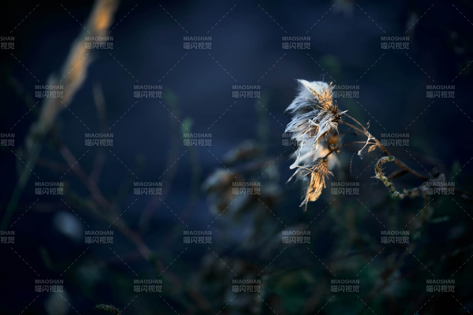 秋天河边枯萎的羊胡子草