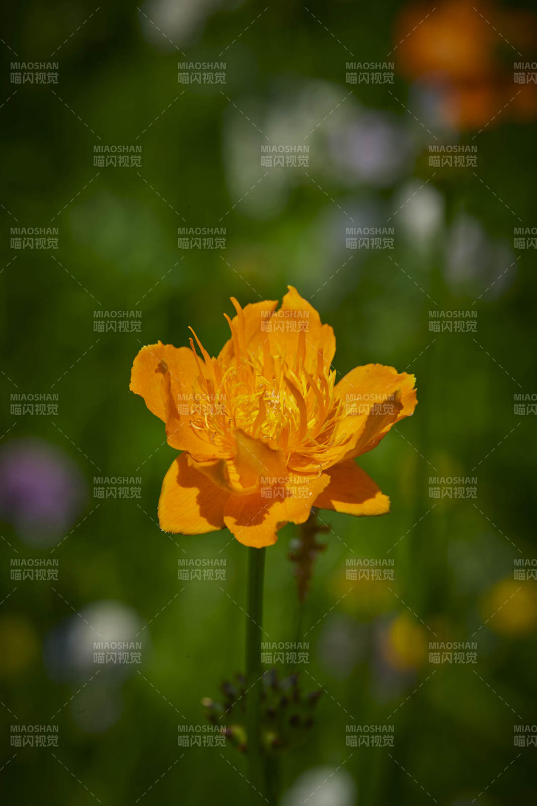 中國河北省張家口沽源縣天鵝湖景區濕地金蓮花