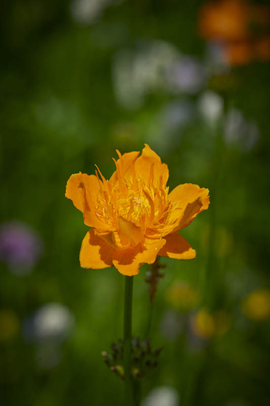 中国河北省张家口沽源县天鹅湖景区湿地金莲花