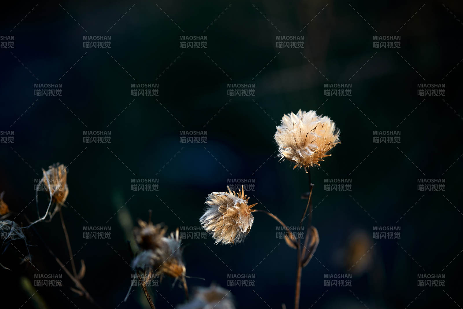 秋天河边枯萎的羊胡子草