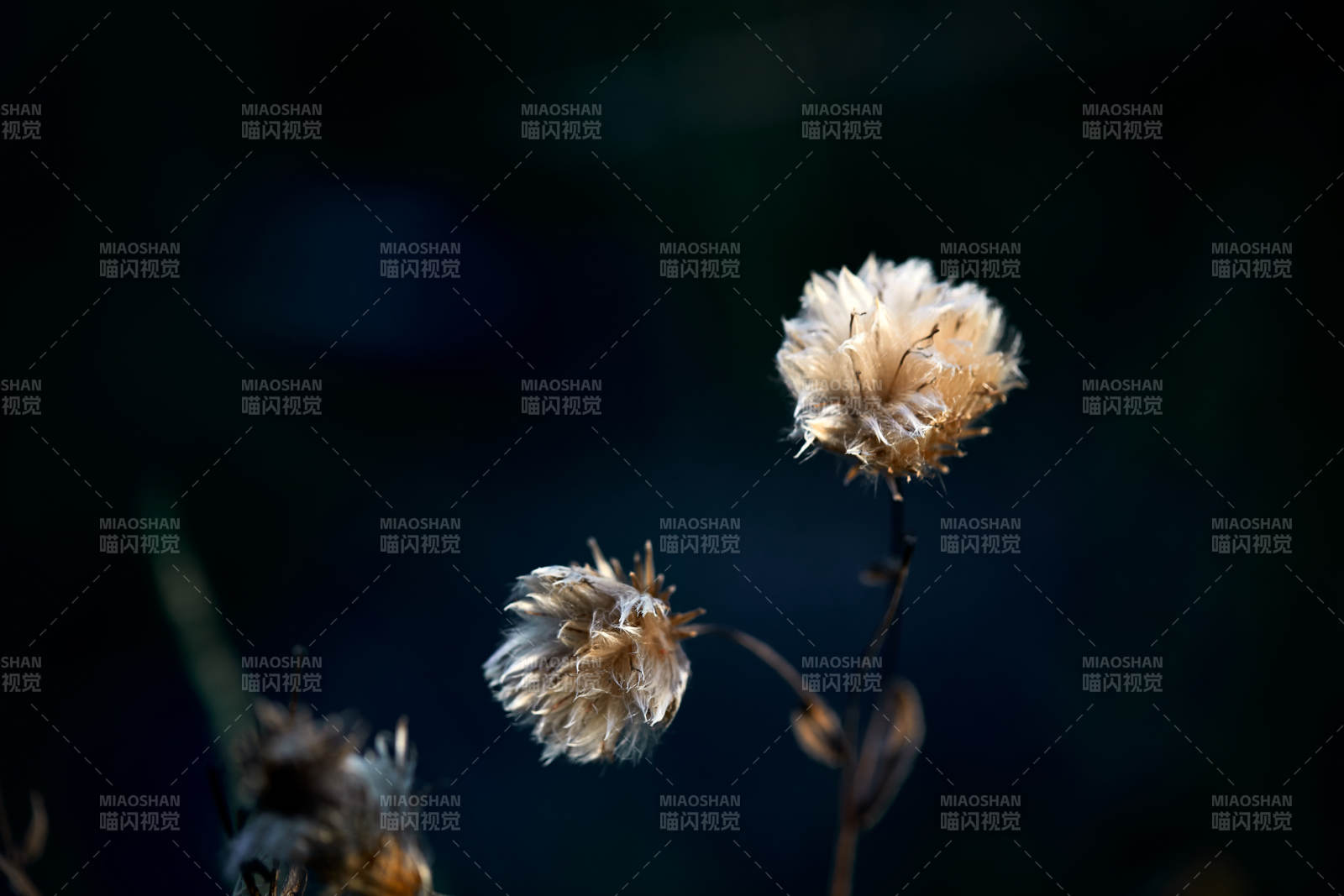 秋天河边枯萎的羊胡子草