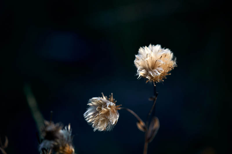 秋天河边枯萎的羊胡子草