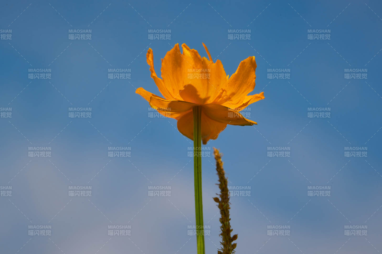 中國河北省張家口沽源縣天鵝湖景區濕地金蓮花