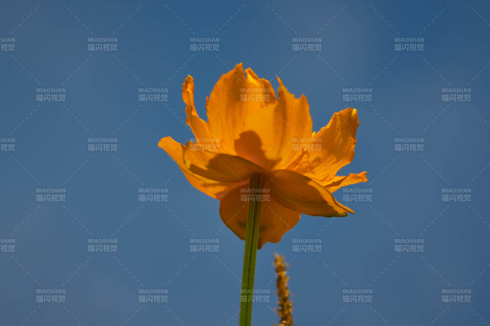 中國(guó)河北省張家口沽源縣天鵝湖景區(qū)濕地金蓮花