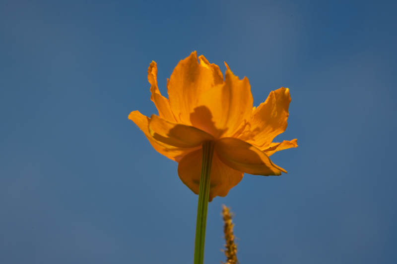 中国河北省张家口沽源县天鹅湖景区湿地金莲花