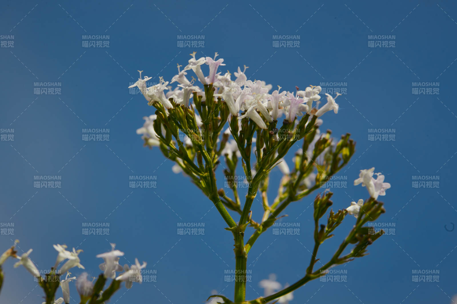 中国河北省张家口沽源县天鹅湖景区湿地花海