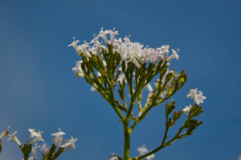 中国河北省张家口沽源县天鹅湖景区湿地花海