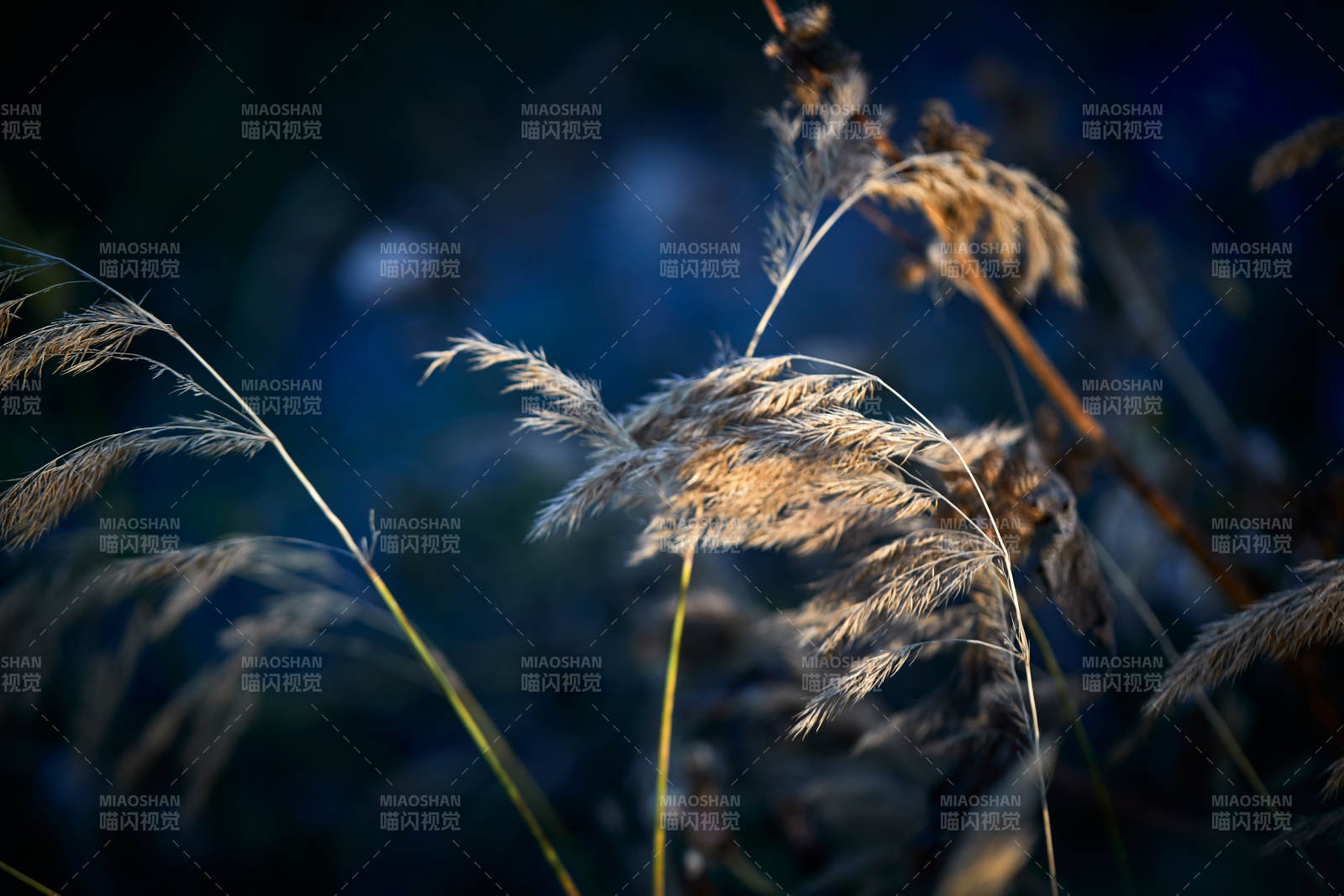 夕阳下随风飘动的枯黄芦苇草