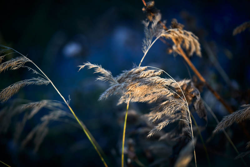 夕阳下随风飘动的枯黄芦苇草