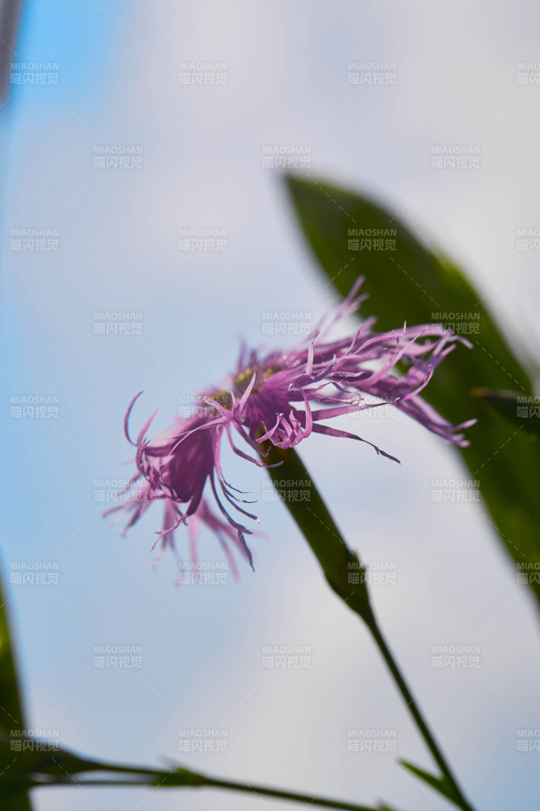 中国河北省张家口沽源县天鹅湖景区湿地花海