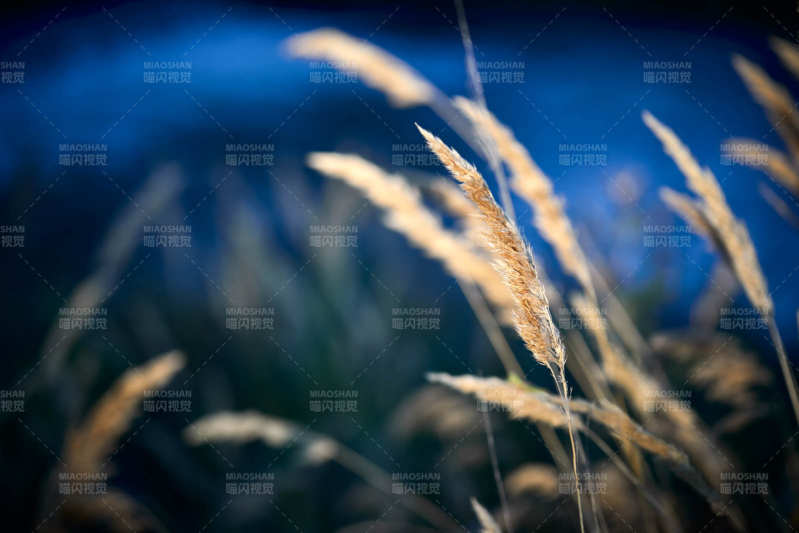夕阳下随风飘动的枯黄芦苇草