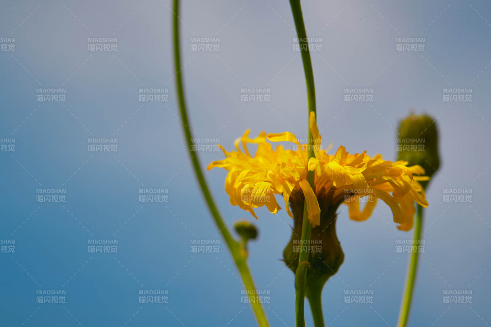 中国河北省张家口沽源县天鹅湖景区湿地花海