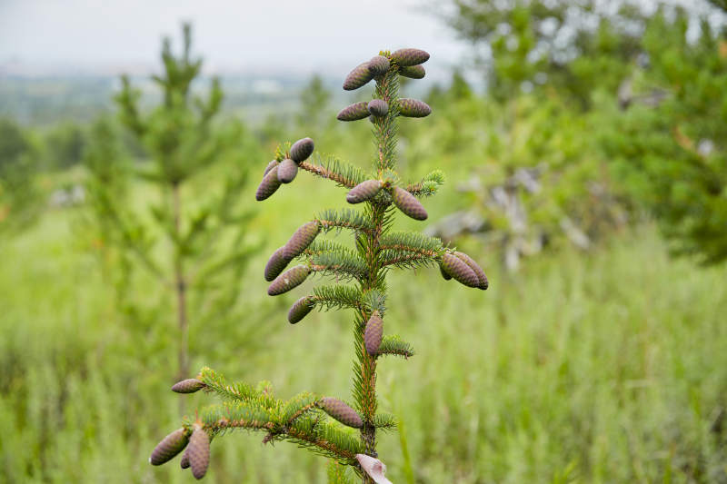 北方山林的云杉松树果实