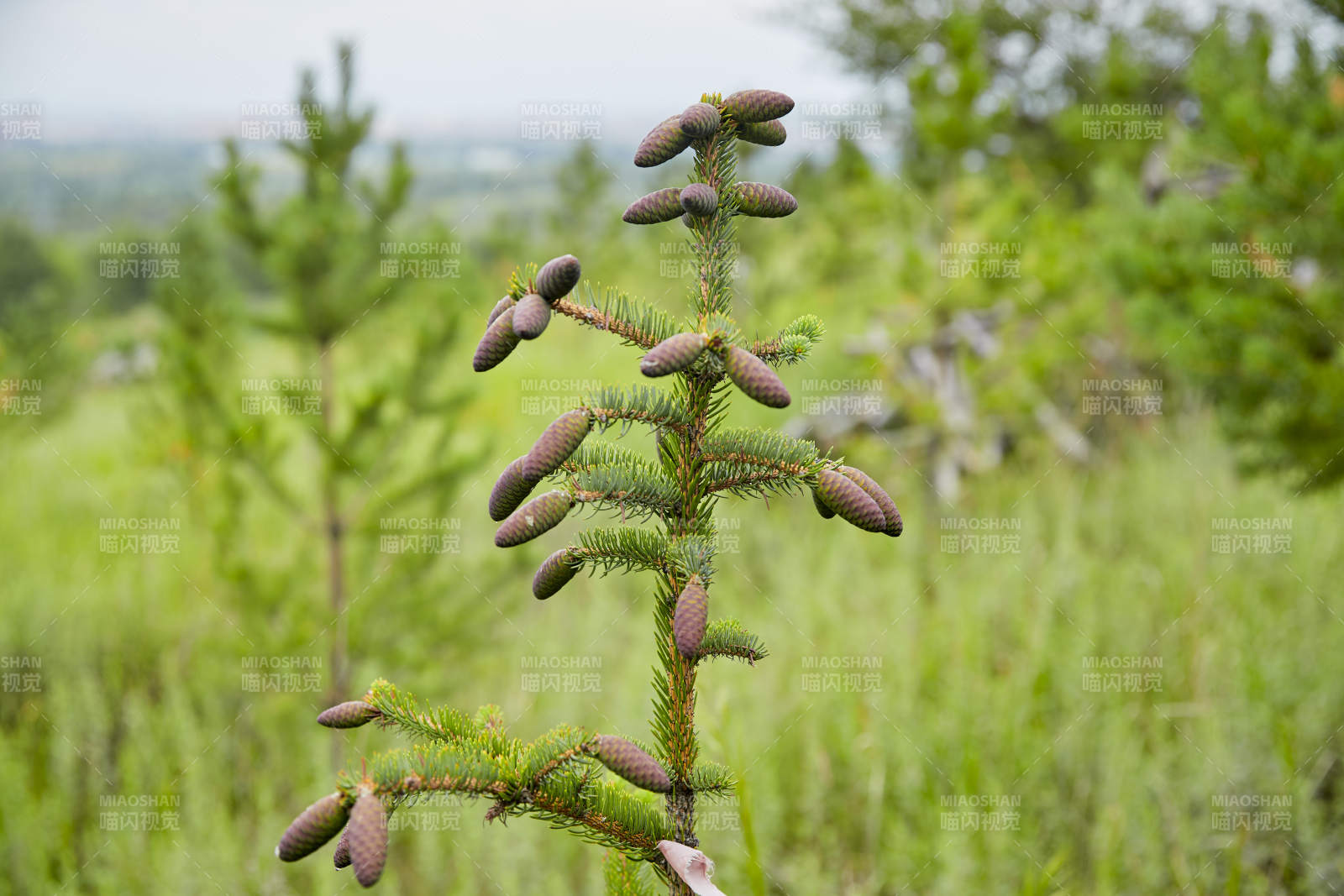 北方山林的云杉松树果实