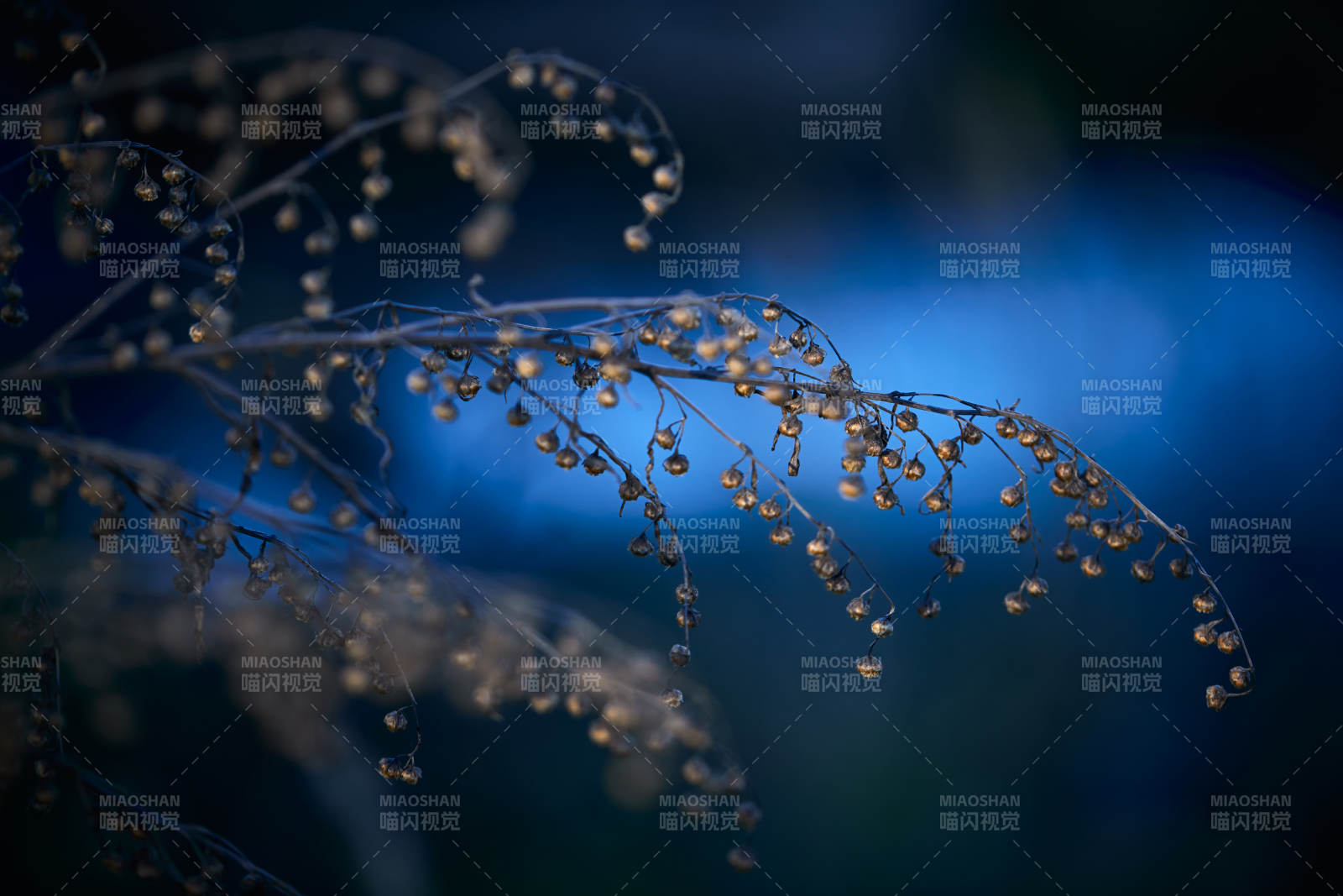 秋天河边枯萎的茵陈蒿果实种子