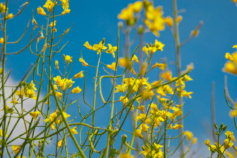 中国河北省张家口沽源县天鹅湖景区油菜花田