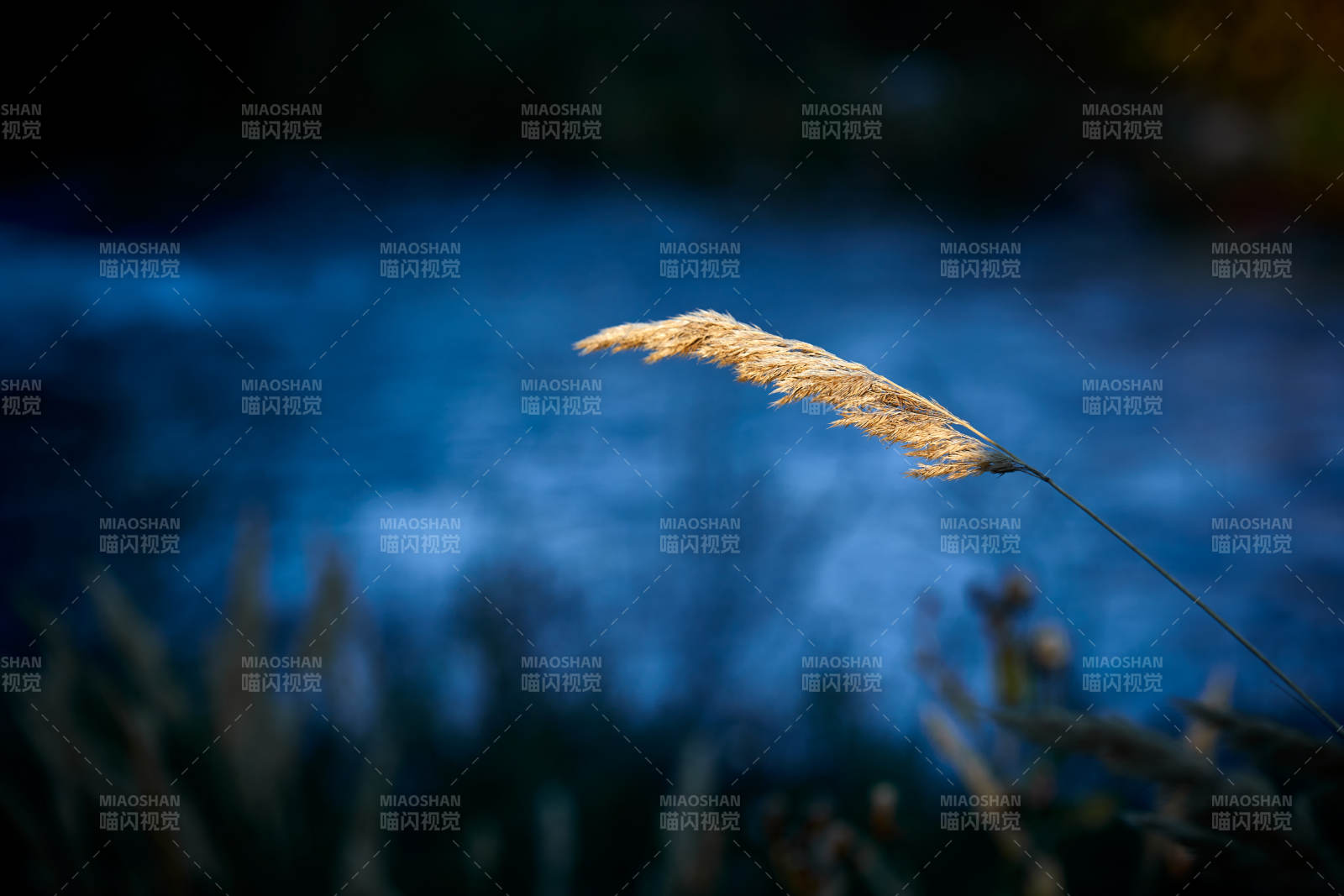 夕阳下随风飘动的枯黄芦苇草