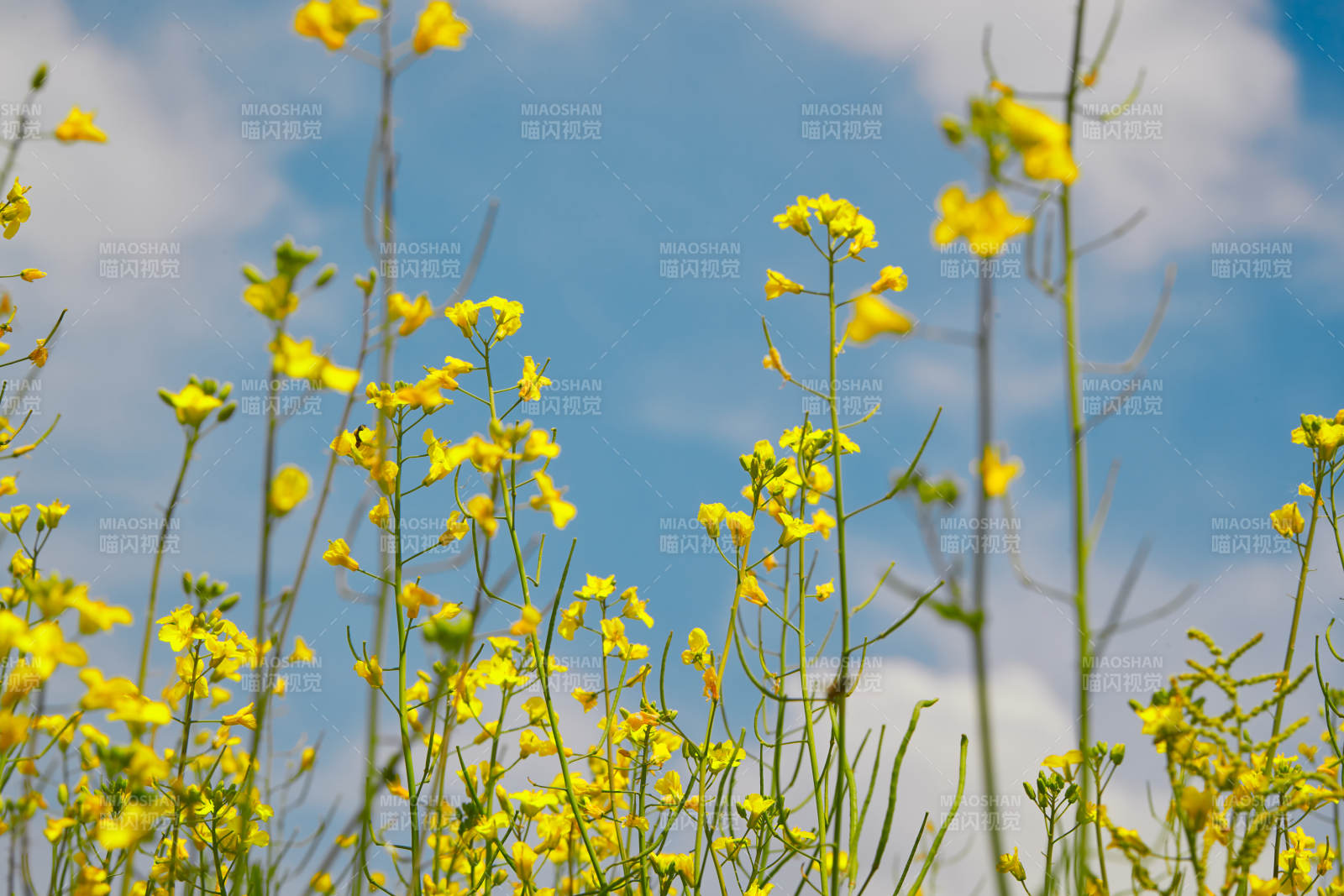 中国河北省张家口沽源县天鹅湖景区油菜花田