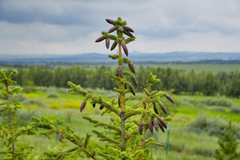 北方山林的云杉松树果实