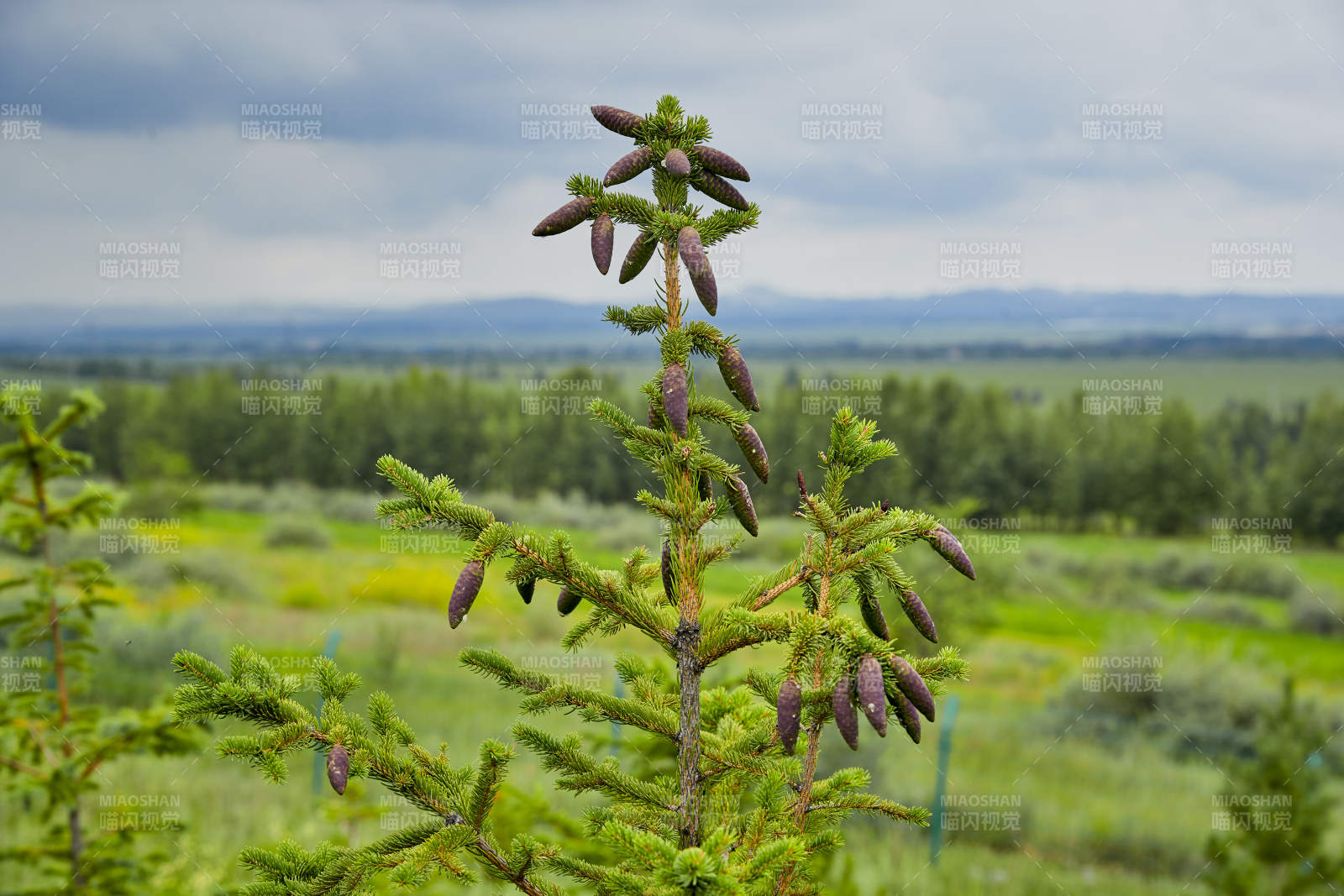 北方山林的云杉松树果实