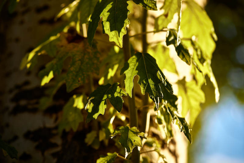 夕阳下的杨树叶