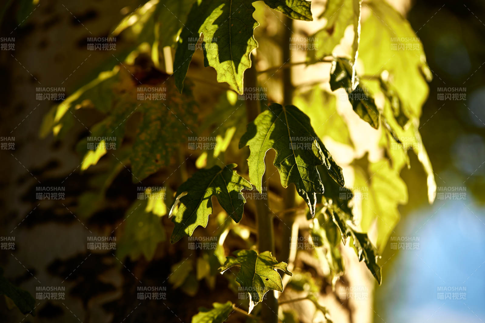 夕阳下的杨树叶